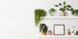 Best Indoor Plants For Your Lovely Home - Picked by Experts